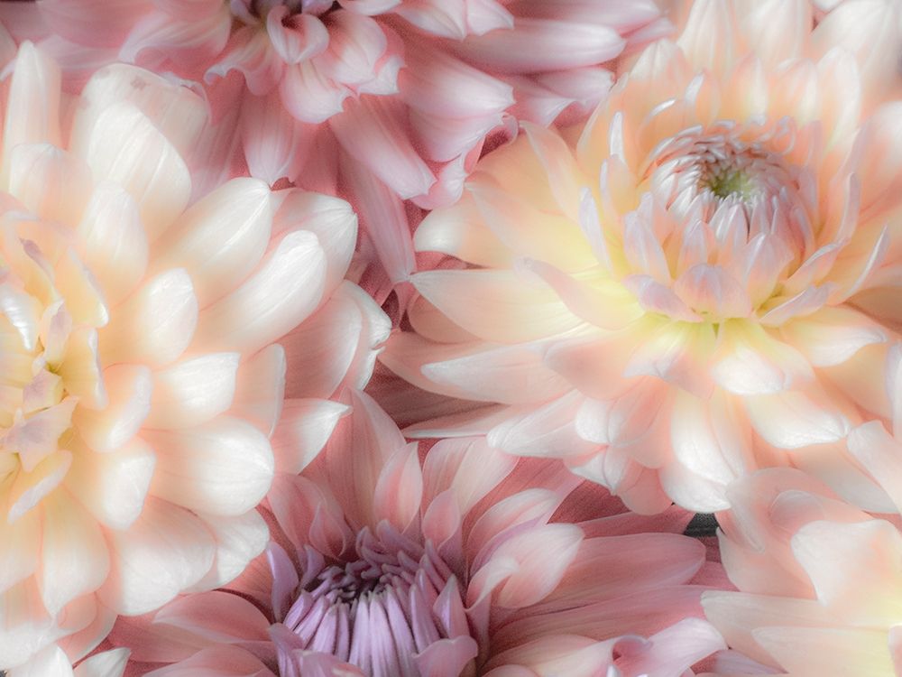 Washington State-Sammamish Dahlia flower design and patterns